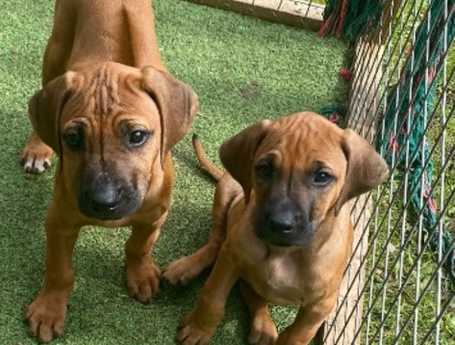 Rhodesian Ridgeback puppies for sale